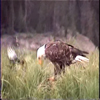 bald eagle eating 1: 