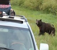 bear 610 and bear jam NPS photo: bear at side of road, people watching