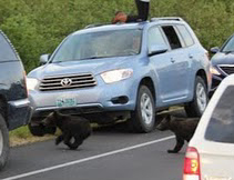 bear cubs run across road NPS photo: bear cubs run across road and between parked cars