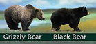 nps drawing bears: drawing of a black bear and a grizzly for comparison