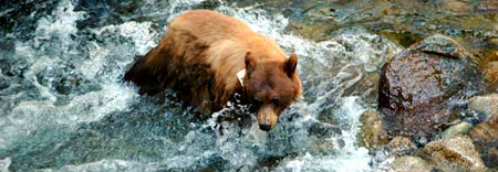 bear swimming nps photo: a bear wearing a tag swimming across a fast flowing stream