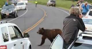 bear weaves between approaching cars NPS photo: bear weaves between approaching cars while crossing road
