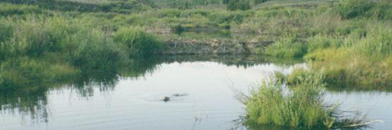 beaver lodge Grand Tetons: 