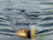 beaver swimming: 