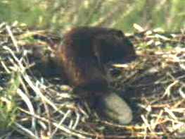 beaver with big tail: 