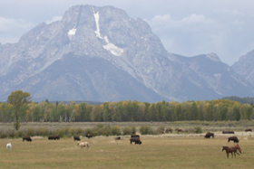 bison and horses grazing: 