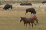bison and horses grazing 156 pixels: 