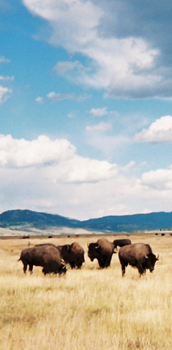 bison clouds 2008 by mark nevill: part of a herd of bison and lots of huge clouds above from the 2008 Grand tetons trip. Photo by mark nevill.