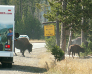 bison crossing road next to sign: 