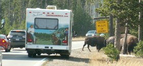 putting your flashers on does not give you permission to block the roadway at a bison crossing: 