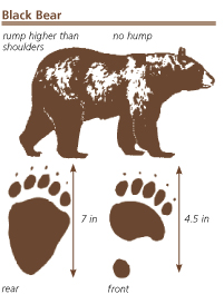 NPR black bear drawing and tracks: drawing of a black bear and front and hind tracks