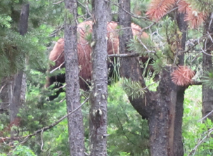 black bear jenny lake campground june 2014: black bear ambling through the trees in jenny lake campground