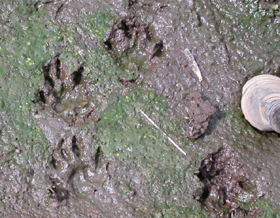 bobcat tracks in mud: 