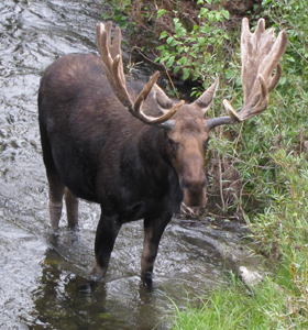 bull moose below Snake River bridge: moose standing in water