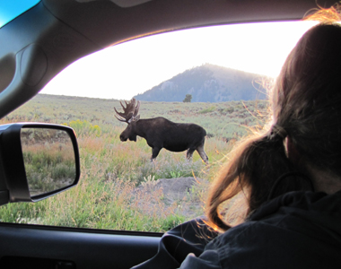 bull moose seen from car 2011: interior of car at window looking at a bull moose walking by