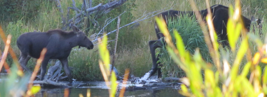 calf and cow moose near Moose Wilson road: calf and cow moose crossing stream only partially visible through the bushes