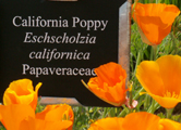 california poppy at Cheeseman Environmental garden: 