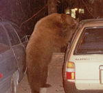 bear /car: Yosemite Park Service photo of a bear looking into a car
