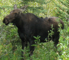 calf moose Tetons 2009: a calf moose eating on the banks of the Snake River just south of the Snake River bridge at Moose, Wyoming