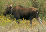 collared moose cow Sept 2006: 