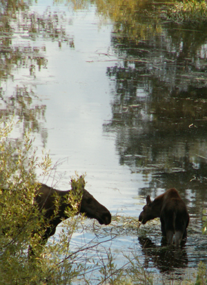 cow and calf moose JLL pond reflection: 
