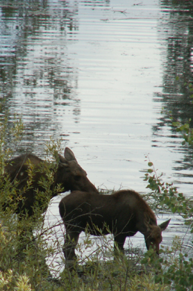 cow and calf moose Jackson lake lodge pond 2008: 