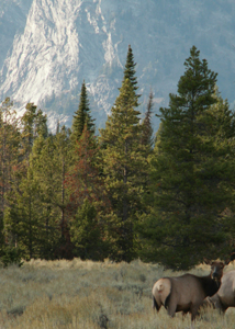 cow elk just off inner road near Jenny Lake: 