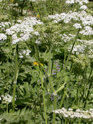 cow parsnip, coneflower and lupine, Crane Flat: 