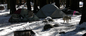 coyote in campsite 2004: 