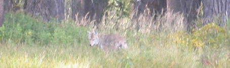 coyote patrolling shore: 