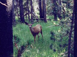 deer on trail to swim hole: 