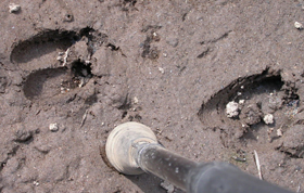 deer tracks in mud: 