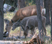 doe and fawns browsing Grand teton park 2006: 