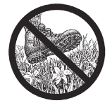 don't be a meadow stomper NPS drawing: drawing of a boot over tiny flowering plants