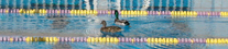 Mallards in pool by George Cullison: 