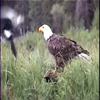 eagle eating 2: 