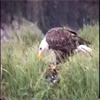 eagle eating 3: 