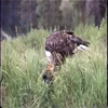 eagle eating five: 