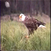 eagle eating four: 