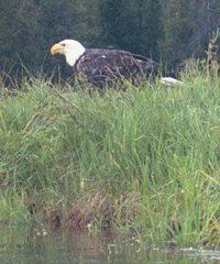 eagle on land by Wendy Sato: 