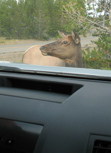 elk browsing in parking lot: an elk browsing in a parking lot directly in front of a car as seen from the car window