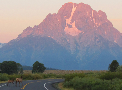 elk crossing road at sunrise 2011: two elk crossing road with Mount Moran in the background