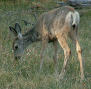 fawn nibbling Tetons trip 2006: 