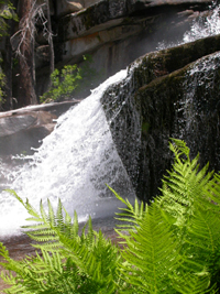 ferns at Silver Apron: 