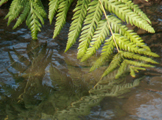 fern water De Anza arboretum: 
