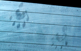 footprints on window winter Yosemite 2009: footprints on dirty window from a raccoon who inspected a car winter Yosemite 2009