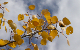 gold aspen leaves and clouds: 