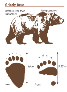 NPS griz drawing and tracks: drawing of a grizzley and front and hind tracks
