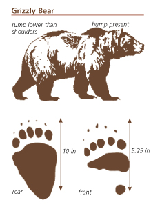 Grizzly Bear Size Chart