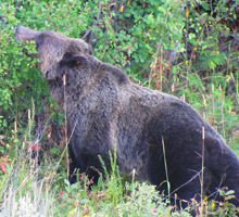 griz photo by Alan ahlstrand: side view of a grizzly bear, head slightly lifted